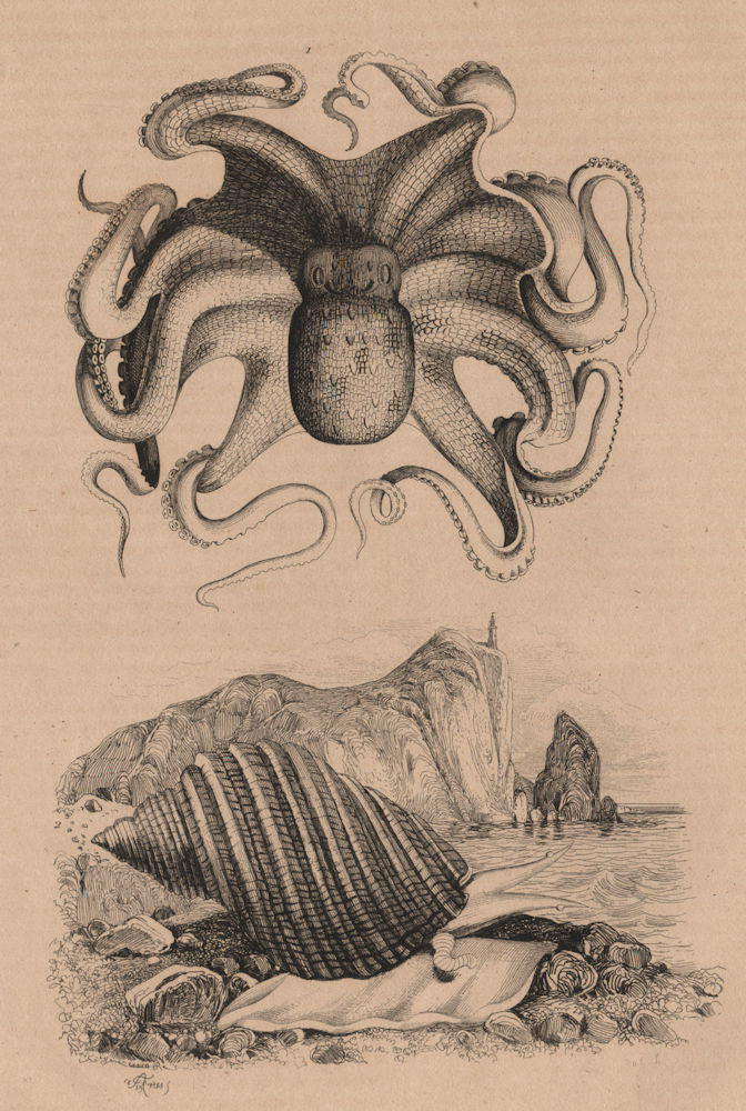 MOLLUSCS. Poulpe commun (common Octopus). Pourpre (Mollusc) 1834 old print